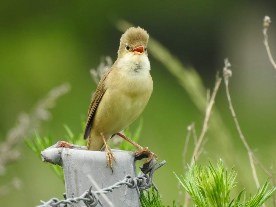 Rousserolle verderolle